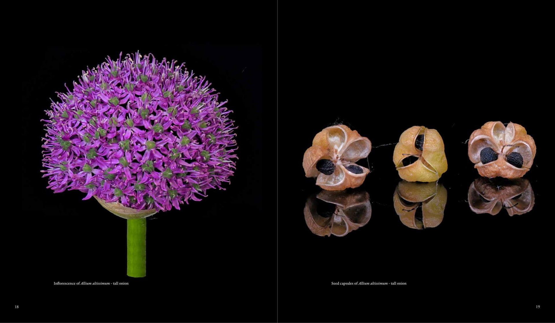 Seed capsules of Allium altissimum - tall onion