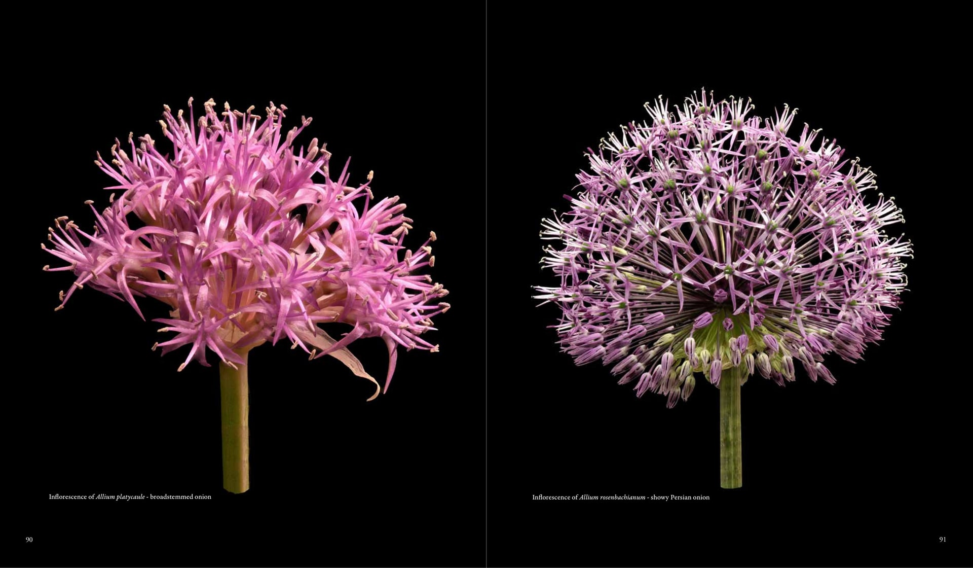 Inflorescence of Allium rosenbachianum - showy Persian onion