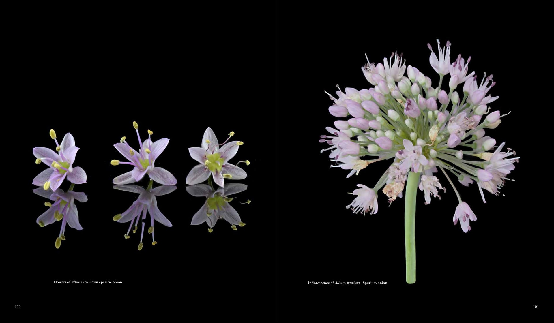 Inflorescence of Allium spurium - Spurium onion