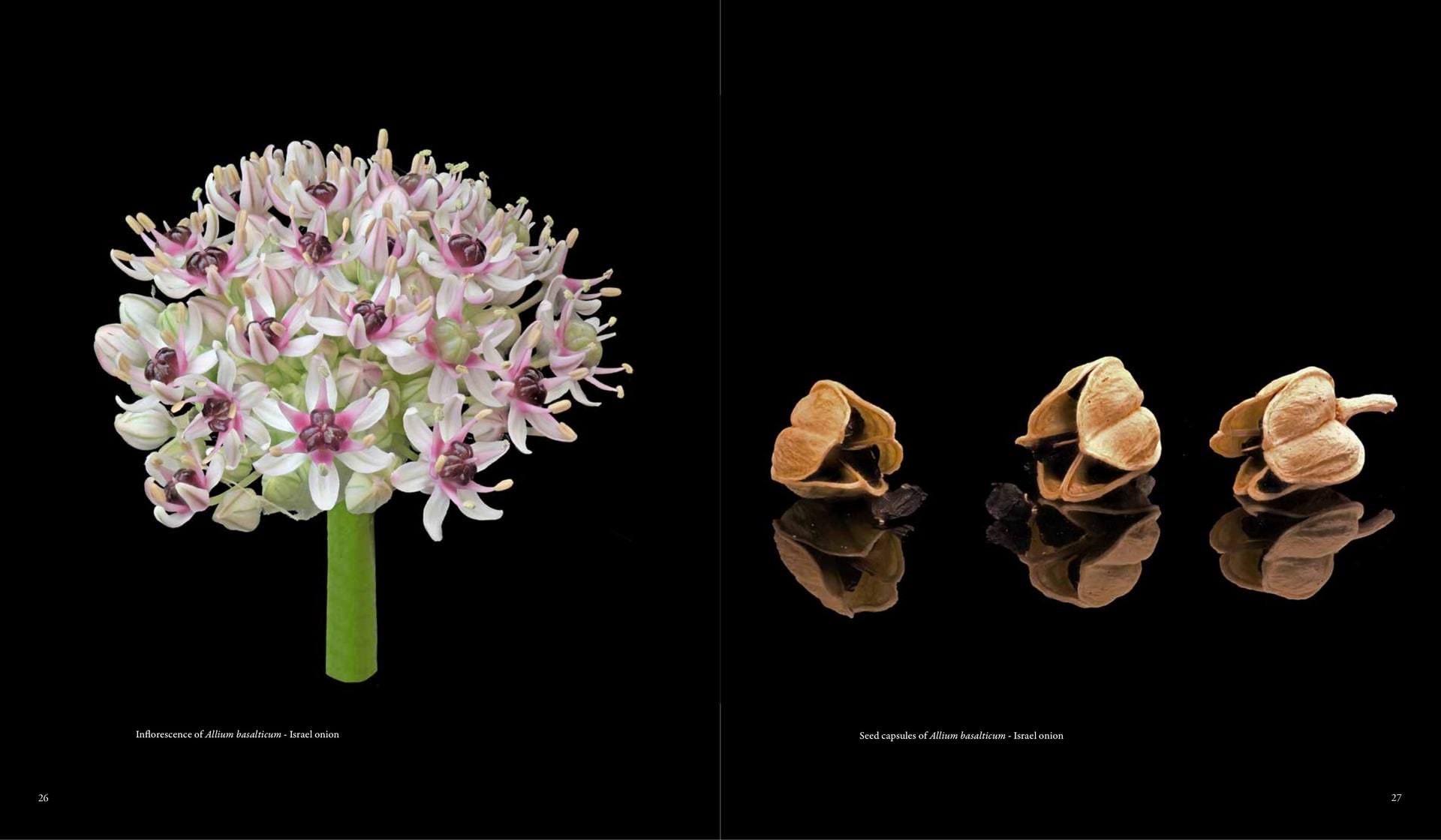 Seed capsules of Allium basalticum - Israel onion