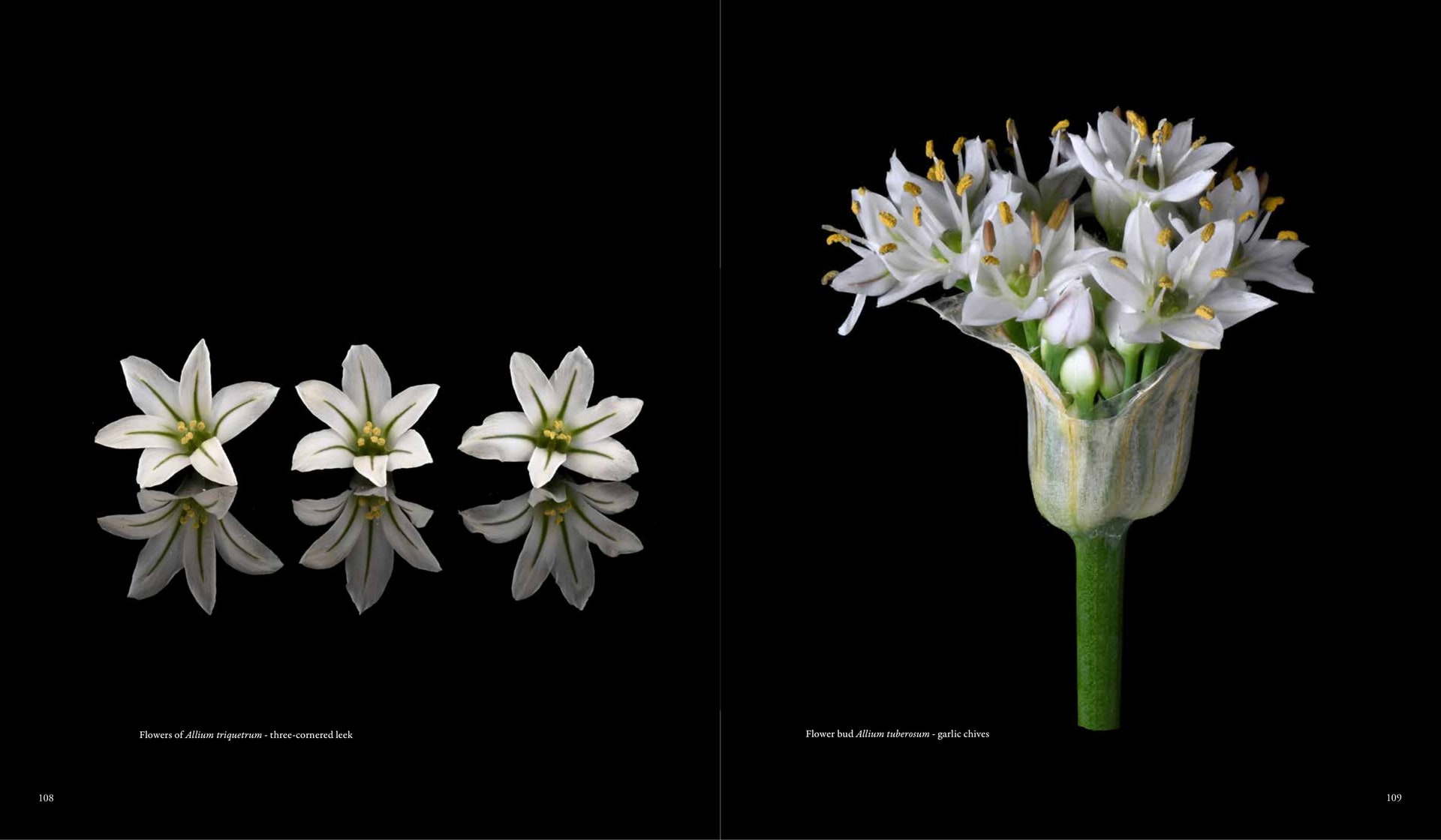 Flowers of Allium triquetrum - three-cornered leek