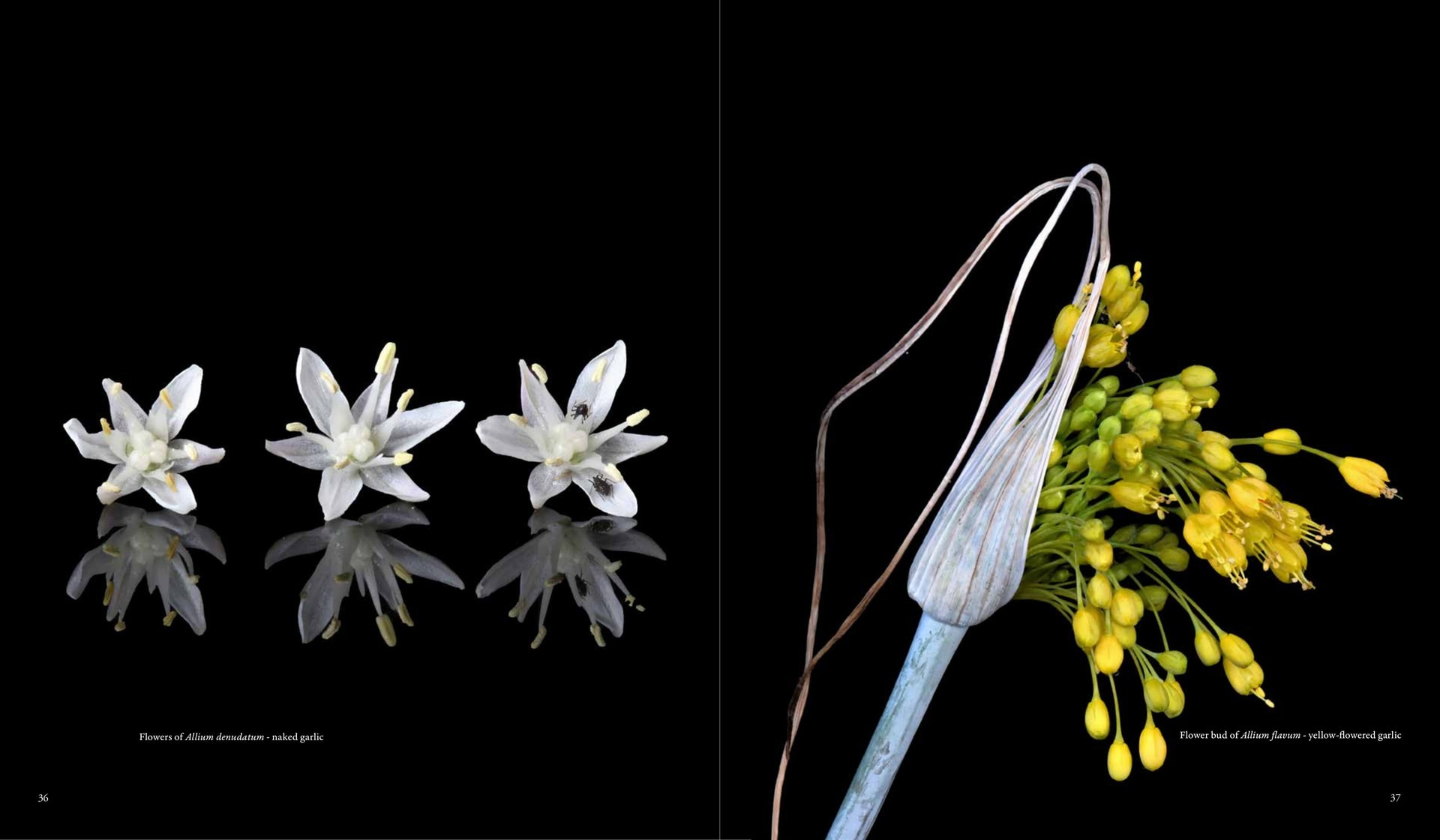 Flower bud of Allium flavum - yellow-flowered garlic